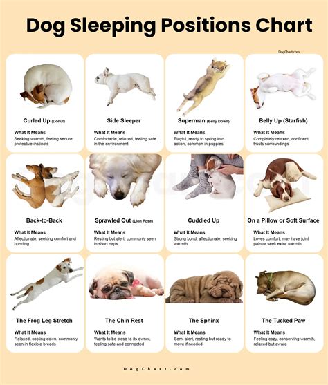 Dog Sleeping Position Chart with Picture and Meanings