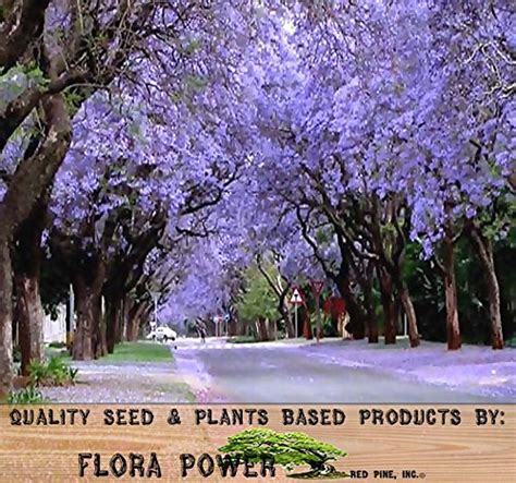 Buy New Fresh 20pcs Blue Jacaranda Mimosifolia tree Online at ...