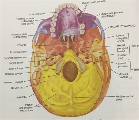 Inferior view of the skull | Body bones, Free education, Occipital