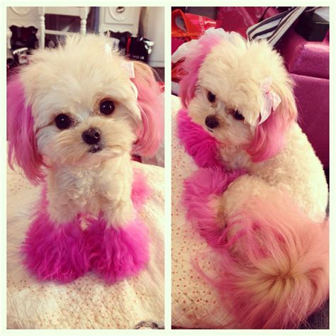 Cute Minty Pink Dog with Pink Paws