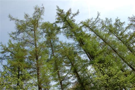 Image result for Tall Tree Tops
