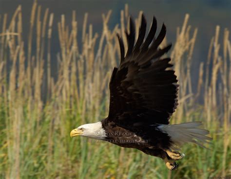 Bald Eagle Lifespan at Leroy Vanleer blog