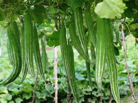 सांप की तरह दिखने वाली ये सब्जी डैंड्रफ से दिलाएगी छुटकारा, 70% लोग ...