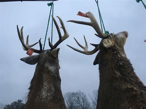 See deer hunting totals for all 83 Michigan counties from last fall ...
