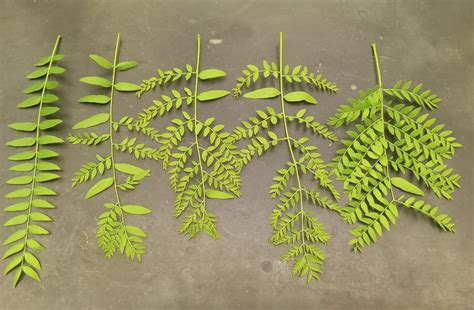 Bipinnate Compound Leaf