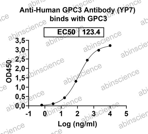 Anti-Human GPC3 Antibody (YP7)_abinScience