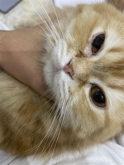 My cat's eye is always tearing : r/cat