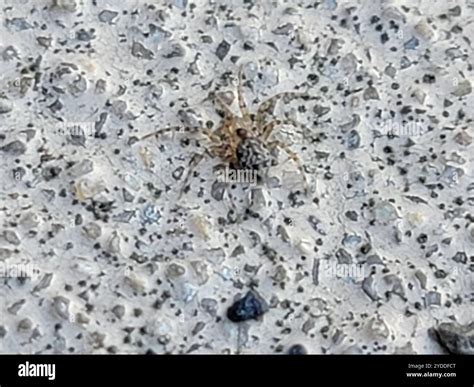 Wall Spiders (Oecobius Stock Photo - Alamy