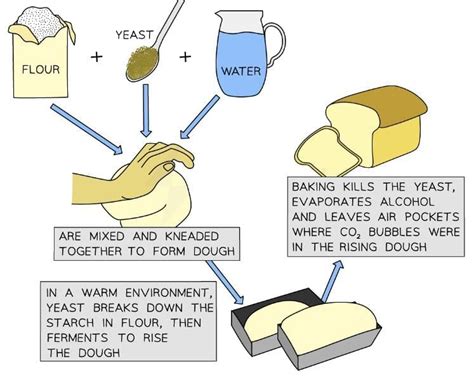 Dough - Food and Nutrition for Year 6 PDF Download