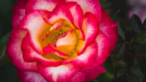 Download wallpaper 1920x1080 petals, rose, pink, flower, macro full hd ...