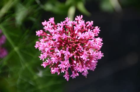 Is Valerian Root Tea the Answer to Better Sleep?