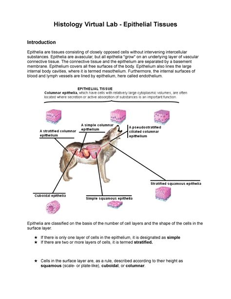 Epithelial Tissue Slides Quiz