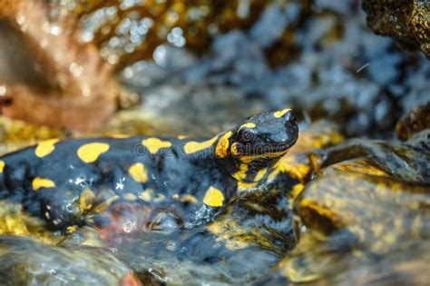 Image result for Spring Lizard