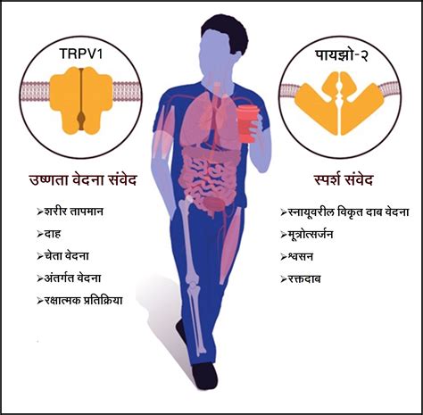 संवेदनाग्राही (Sense receptors) – मराठी विश्वकोश