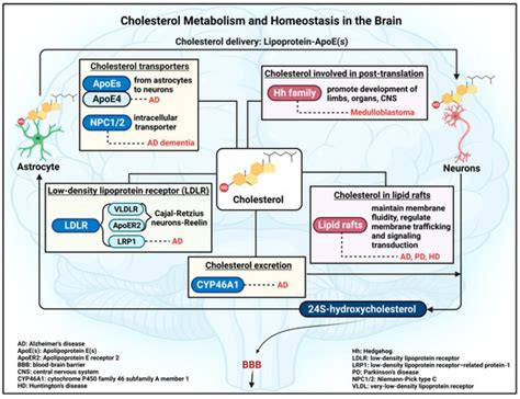 The Potential Therapeutic Application of Simvastatin for Brain ...