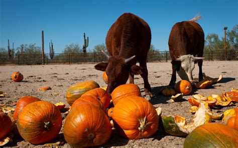 What Animals Will Eat Pumpkins at Brian Iverson blog