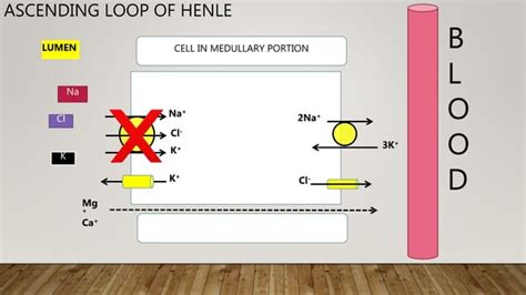 Loop Diuretics How They Work 的图像结果