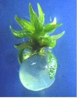 Forestry :: Clonal Forestry