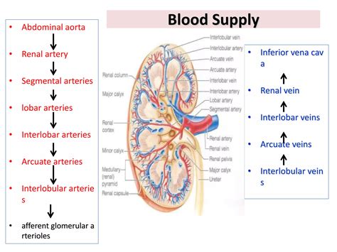 Anatomy of kidney | PPTX