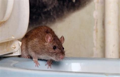 为什么老鼠会进入室内 - 哔哩哔哩