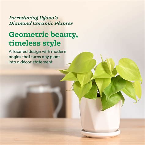 Diamond Ceramic Pot – Ugaoo