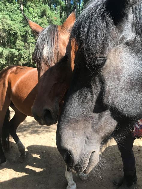 Getting To Know Cassidy | Save a Forgotten Equine (SAFE)
