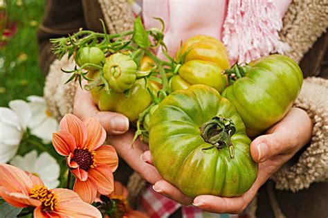 Cancer-preventive foods that you can grow! – AllThatGrows