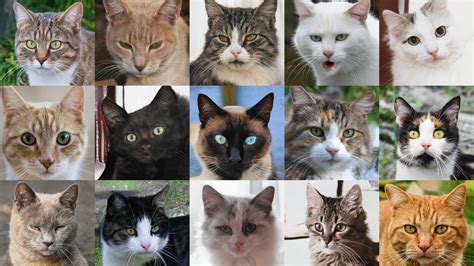 Image result for Power Apps Gallery Example