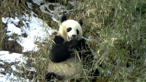 你知道什么是“大熊猫的味道”吗?-世界自然基金会-财新博客-新世纪的常识传播者-财新网