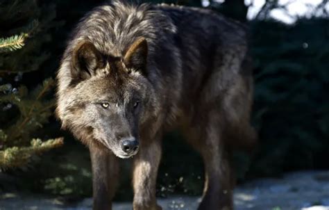 Wallpaper animal themes, animals in the wild, one animal, animal ...