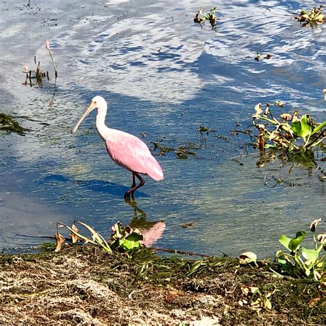 John Prince Park Campground Camping | The Dyrt