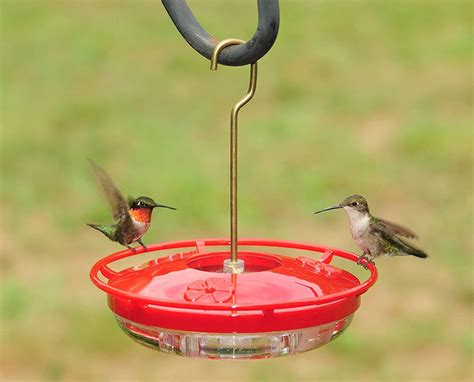 Hummingbird Feeders To Hold In Your Hand at James Glassop blog