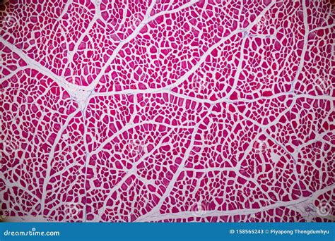 Histological Sample Striated Muscle Tissue Under the Microscope. Stock ...
