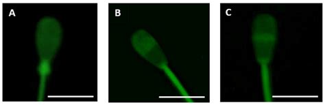 The Modulation of Functional Status of Bovine Spermatozoa by Progesterone