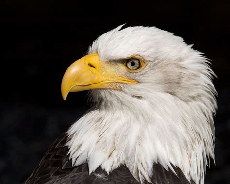 Download wallpaper 1280x1024 eagle, beak, feathers, bird standard 5:4 ...