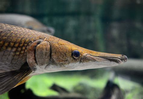 Download A Fish With A Long Nose | Wallpapers.com