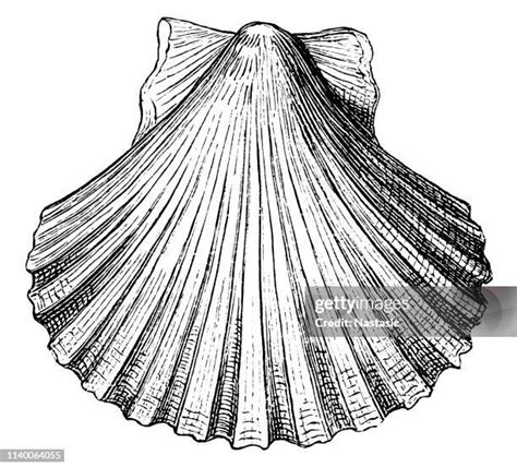 Image result for Conch Shell Drawing