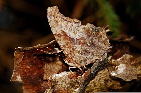 Camouflage Animals