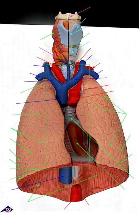 Thorax Function 的图像结果