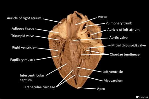 Sheep Heart Labeled Diagram