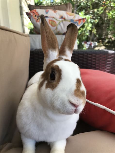 Mini Rex Rabbits For Sale | Irvine, CA #285252 | Petzlover