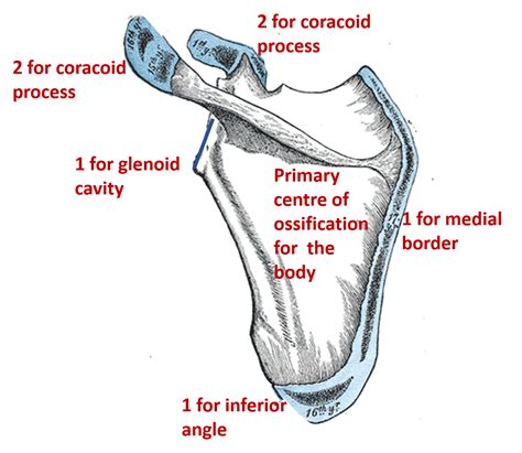 Scapula – Anatomy QA