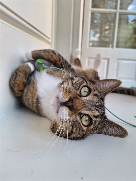 Coffee, Books and Cats — A Sanctuary Cafe