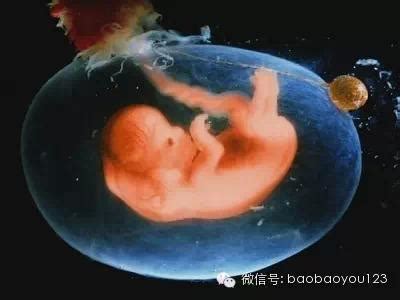 【转】高清图解人类胎儿发育过程 | Jerkwin