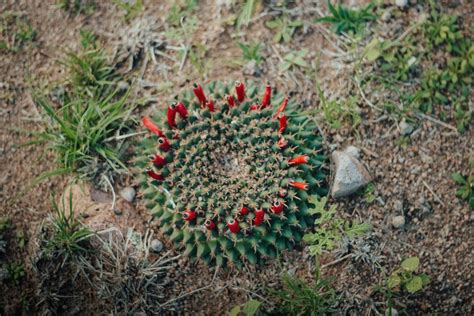 How To Get Rid Of Cactus In Field at Sean Chaffey blog