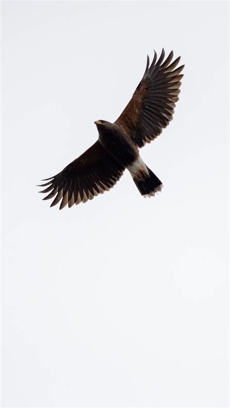 Download wallpaper 938x1668 bird, flight, sky iphone 8/7/6s/6 for ...