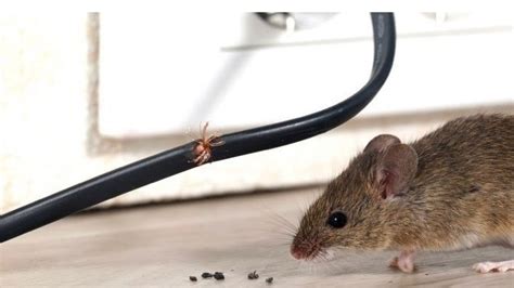 Petition · SAVE JERRY! - United States · Change.org