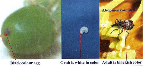 Seasonal occurrence of the pest studied over two seasons indicate that ...