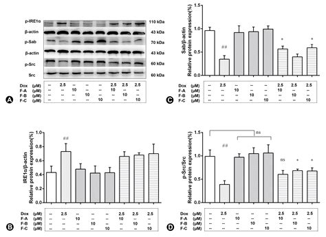 Flavonoids from Hippophae rhamnoides Linn. Revert Doxorubicin-Induced ...