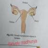 Which is correct?(a) Gametes are invariably haploid.(b) Spores are ...